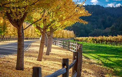 Steel-Backed Timber Guardrail